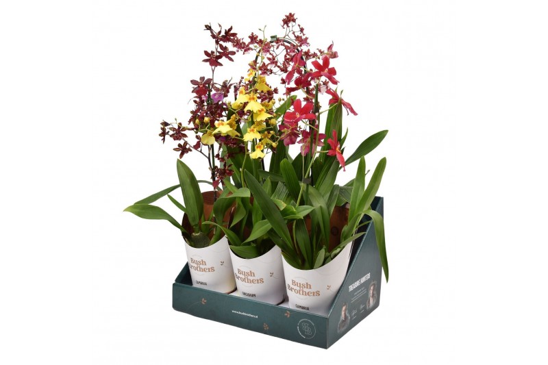 Orchidee mix 1 tak in showdoos 