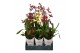Orchidee mix 1 tak in showdoos 