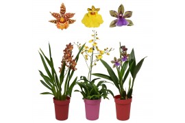 Orchidee mix 1 tak met rode en roze kunstof pot