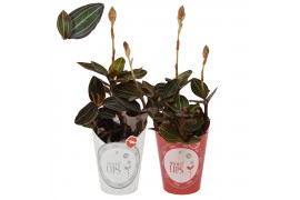 Orchidee ludisia morelips met rode & witte potcover