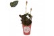 Orchidee ludisia morelips met rode & witte potcover 