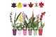 Orchidee mix 1 tak morelips in gekleurde pot 