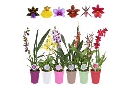 Orchidee mix 1 tak morelips in gekleurde pot