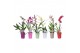 Orchidee mix 1 tak morelips in gekleurde pot 