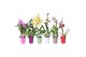 Orchidee mix 1 tak morelips in gekleurde pot 