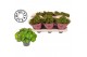 Begonia blad rex lime fever must have 