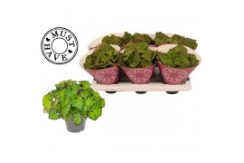 Begonia blad rex lime fever must have