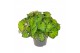 Begonia blad rex lime fever must have 