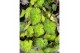 Begonia blad rex lime fever must have 