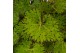 Begonia blad rex lime fever must have 