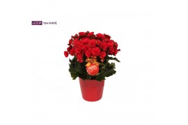 Begonia elatior du. grace Winterbegonia Grace in Rood Keramiek