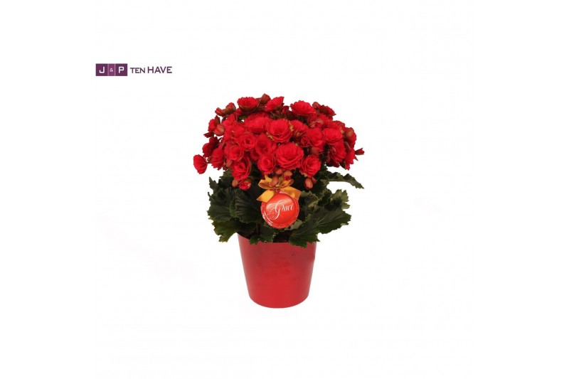 Begonia elatior du. grace Winterbegonia Grace in Rood Keramiek Begonia elatior du. grace Winterbegonia Grace in Rood Keramiek