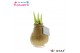Hippeastrum gewaxt No Water Flowers Waxz Metallic Gold 