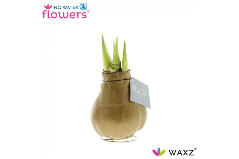 Hippeastrum gewaxt No Water Flowers Waxz Metallic Gold Hippeastrum gewaxt No Water Flowers Waxz Metallic Gold