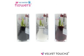 Hippeastrum gewaxt No Water Flowers Velvet Touchz Classic mix in Koker