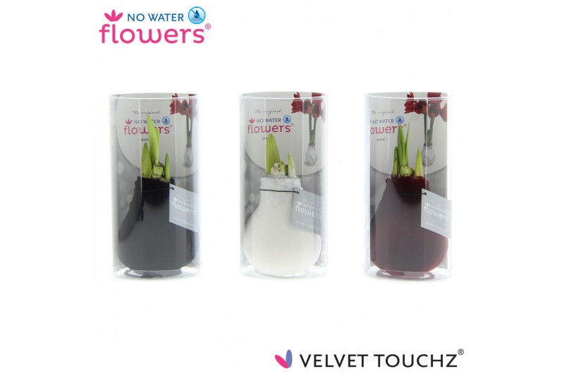 Hippeastrum gewaxt No Water Flowers Velvet Touchz Classic mix in Koker 