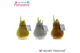 Hippeastrum gewaxt No Water Flowers Velvet Touchz Metallic mix