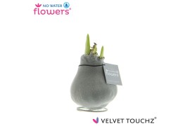 Hippeastrum gewaxt No Water Flowers Velvet Touchz Metallic Silver