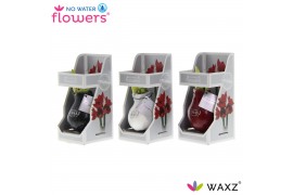 Hippeastrum gewaxt No Water Flowers Waxz Message Printz Xmas in Gift B