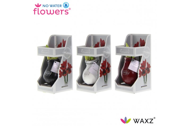 Hippeastrum gewaxt No Water Flowers Waxz Message Printz Xmas in Gift B Hippeastrum gewaxt No Water Flowers Waxz Message Printz Xmas in Gift B