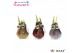 Hippeastrum gewaxt No Water Flowers Waxz Jingle Bellz 