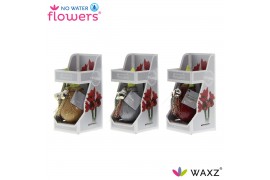 Hippeastrum gewaxt No Water Flowers Waxz Jingle Bellz in Gift Box