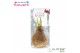 Hippeastrum gewaxt No Water Flowers Waxz Glitterz® Champagne in koker  