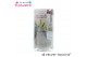 Hippeastrum gewaxt No Water Flowers Velvet Touchz Silver in koker 