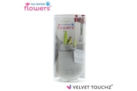 Hippeastrum gewaxt No Water Flowers Velvet Touchz Silver in koker