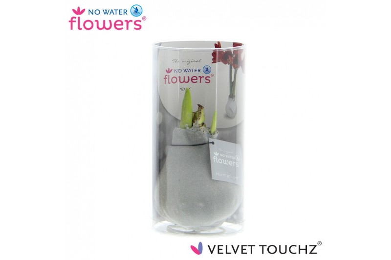 Hippeastrum gewaxt No Water Flowers Velvet Touchz Silver in koker Hippeastrum gewaxt No Water Flowers Velvet Touchz Silver in koker