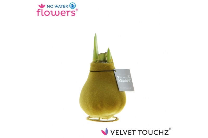 Hippeastrum gewaxt No Water Flowers Velvet Touchz Metallic Gold Hippeastrum gewaxt No Water Flowers Velvet Touchz Metallic Gold