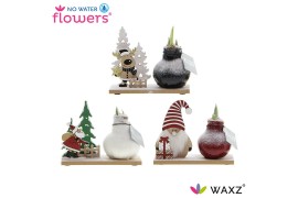 Hippeastrum gewaxt No Water Flowers Winter Wonderland Mix
