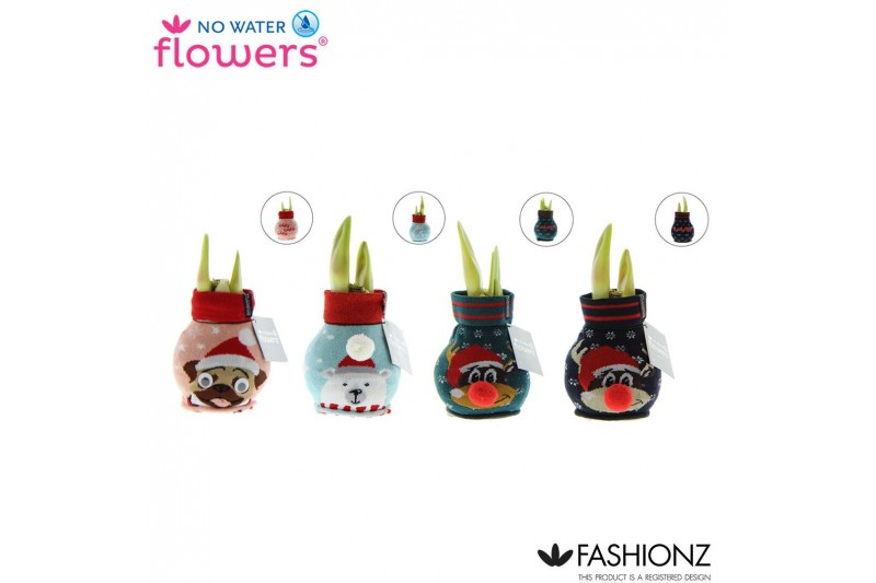 Hippeastrum gewaxt No Water Flowers Fashionz Silly mix 