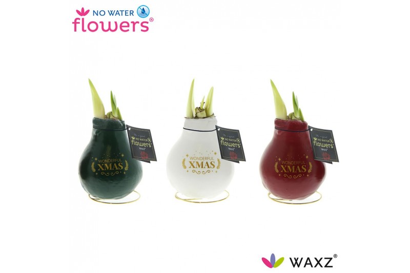 Hippeastrum gewaxt No Water Flowers Waxz Message Printz Xmas Hippeastrum gewaxt No Water Flowers Waxz Message Printz Xmas
