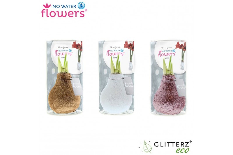 Hippeastrum gewaxt No Water Flowers Glitterz® Charm mix in Koker 2 tak Hippeastrum gewaxt No Water Flowers Glitterz® Charm mix in Koker 2 tak