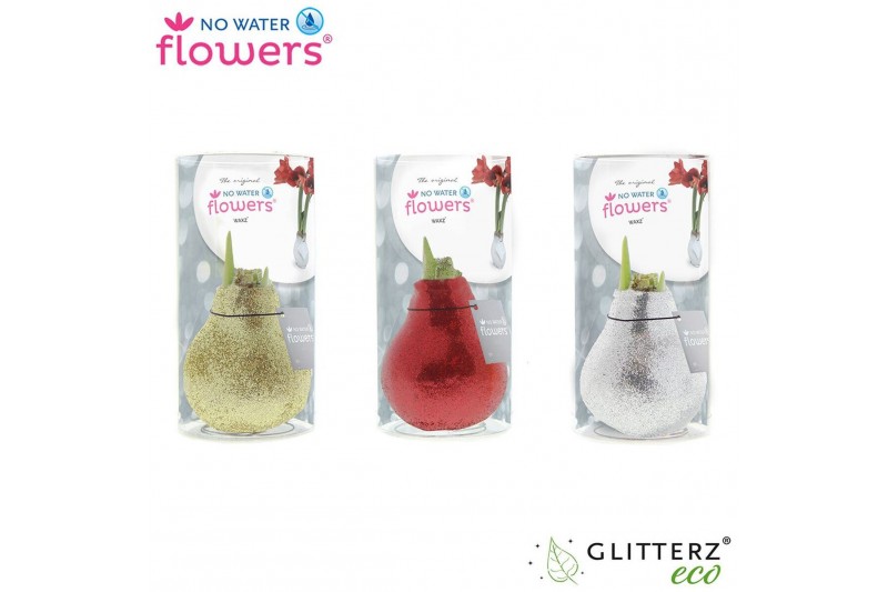 Hippeastrum gewaxt No Water Flowers Glitterz® Goud / Rood / Zilver in Hippeastrum gewaxt No Water Flowers Glitterz® Goud / Rood / Zilver in