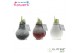 Hippeastrum gewaxt No Water Flowers Waxz Snow mix 