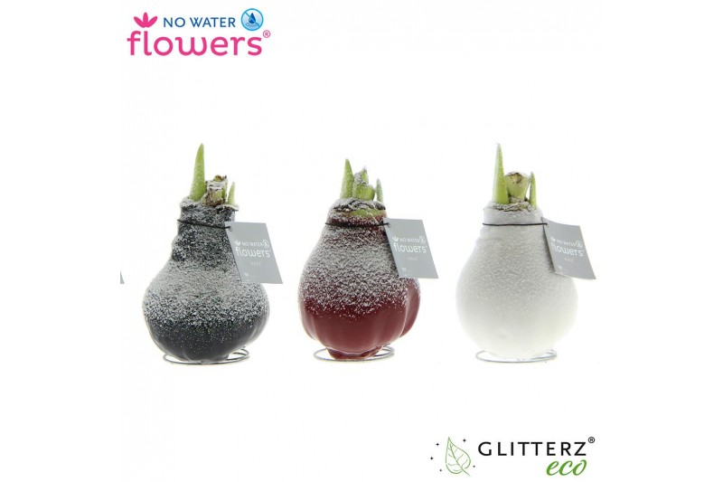 Hippeastrum gewaxt No Water Flowers Waxz Snow mix Hippeastrum gewaxt No Water Flowers Waxz Snow mix