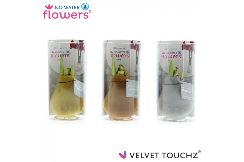 Hippeastrum gewaxt No Water Flowers Velvet Touchz Metallic mix in koke Hippeastrum gewaxt No Water Flowers Velvet Touchz Metallic mix in koke