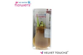 Hippeastrum gewaxt No Water Flowers Velvet Touchz Copper in koker