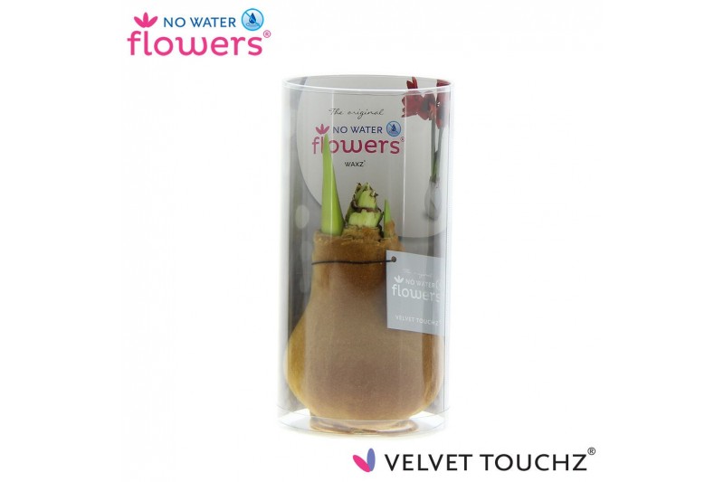 Hippeastrum gewaxt No Water Flowers Velvet Touchz Copper in koker Hippeastrum gewaxt No Water Flowers Velvet Touchz Copper in koker