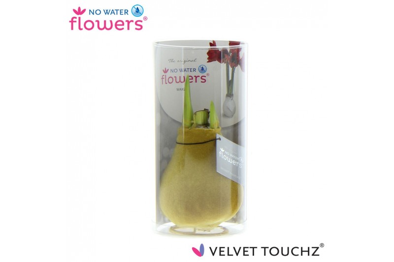 Hippeastrum gewaxt No Water Flowers Velvet Touchz Gold in koker Hippeastrum gewaxt No Water Flowers Velvet Touchz Gold in koker
