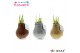 Hippeastrum gewaxt No Water Flowers Waxz Metallic Gold / Silver/ Coppe 