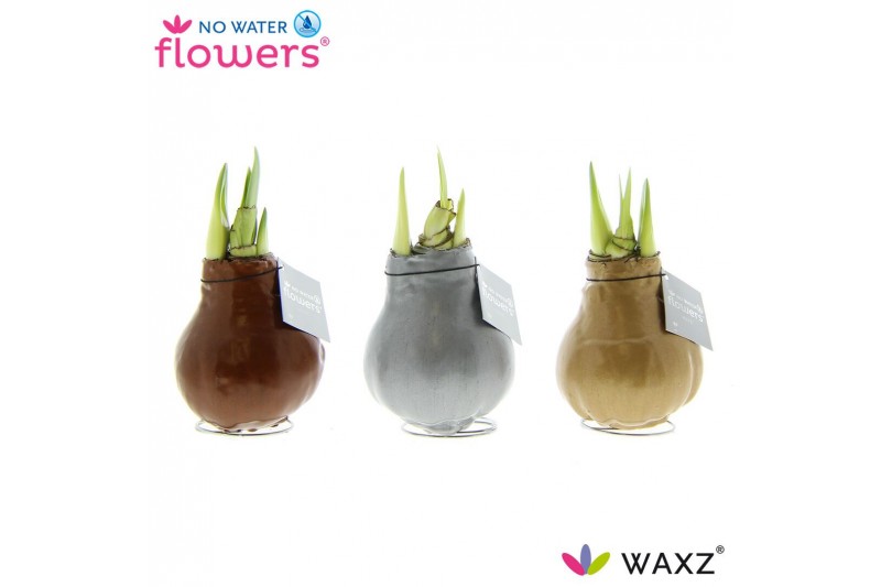 Hippeastrum gewaxt No Water Flowers Waxz Metallic Gold / Silver/ Coppe 