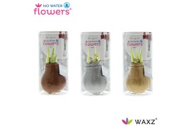 Hippeastrum gewaxt No Water Flowers Waxz Gold/ Silver/ Copper in Koker