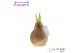 Hippeastrum gewaxt No Water Flowers Waxz Glitterz Champagne 