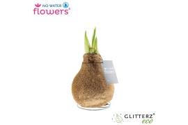 Hippeastrum gewaxt No Water Flowers Waxz Glitterz Champagne
