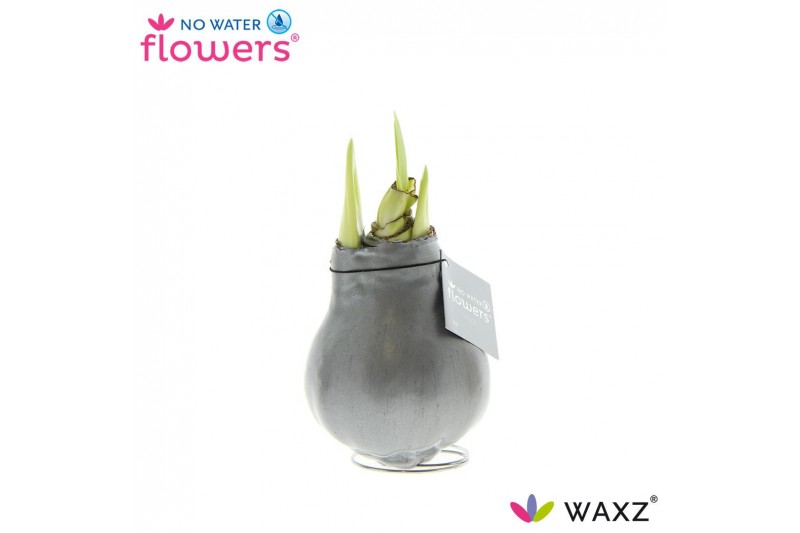 Hippeastrum gewaxt No Water Flowers Waxz Metallic Silver Hippeastrum gewaxt No Water Flowers Waxz Metallic Silver