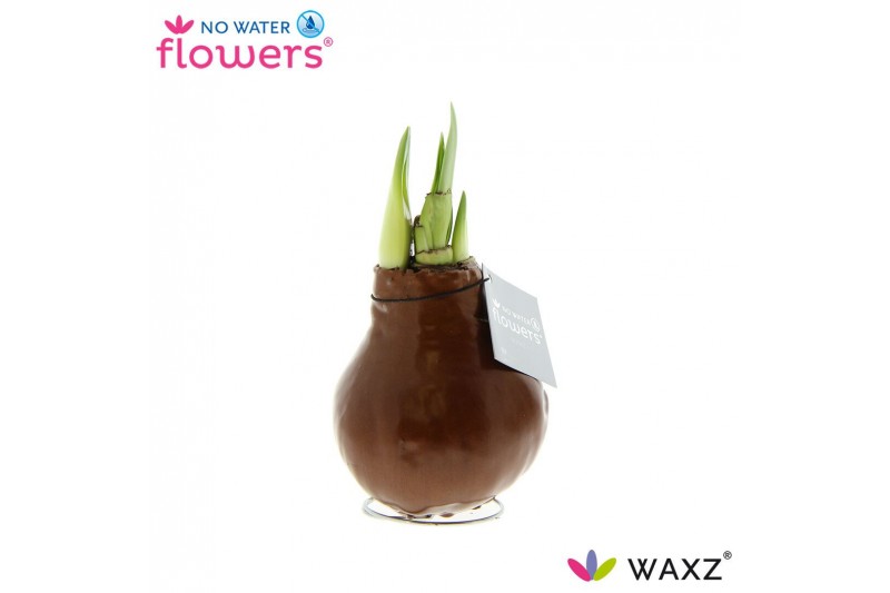 Hippeastrum gewaxt No Water Flowers Waxz Metallic Copper Hippeastrum gewaxt No Water Flowers Waxz Metallic Copper