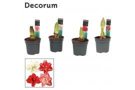 Hippeastrum Hippeastrum Dubbelbl. Mix 2 Knop (Decorum) 2 tak/plnt